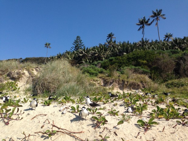 Sooty terns were nesting on the beach; perfect, duck egg, speckled eggs came into view when the birds flew off to feed