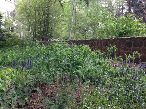 Subtle mix of plants look wonderful against the beautiful stone wall