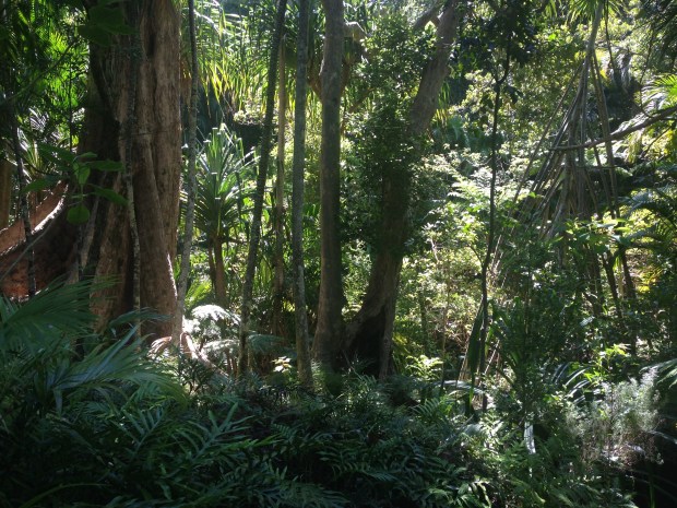 The amazing Pandanus forsteri (right) with a pyramidal support system