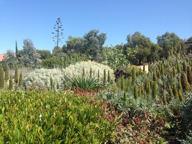 The huge variety of textures and forms meant that flower colour was a bonus rather than an essential part of the garden