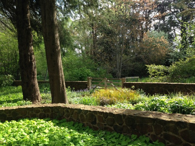 The light on these perennials is just divine