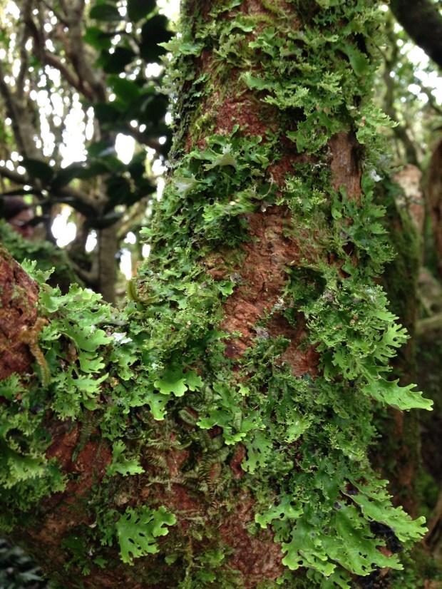 The Misty Forest at the top of Mount Gower was alive with growth. The textures and colours were incredible