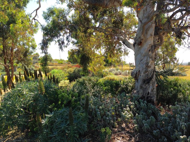 The twisted bark of this gum and bright colours beyond form a stunning scene