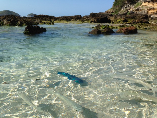 There were incredible fish at Ned's beach. Blue, yellow, pink, you name it, happily swimming around your feet