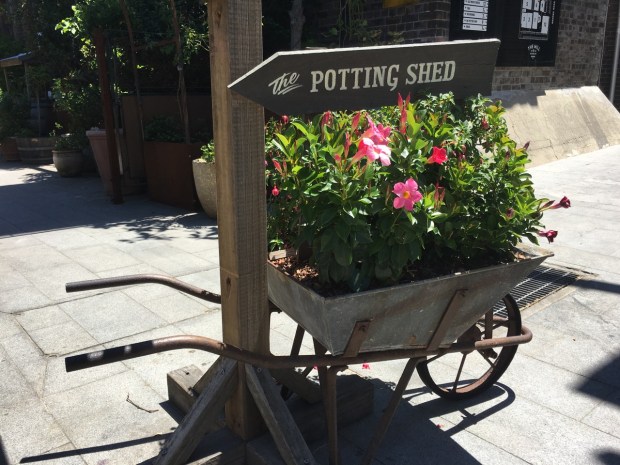 Beautiful, surprisingly hardy, Mandevilla