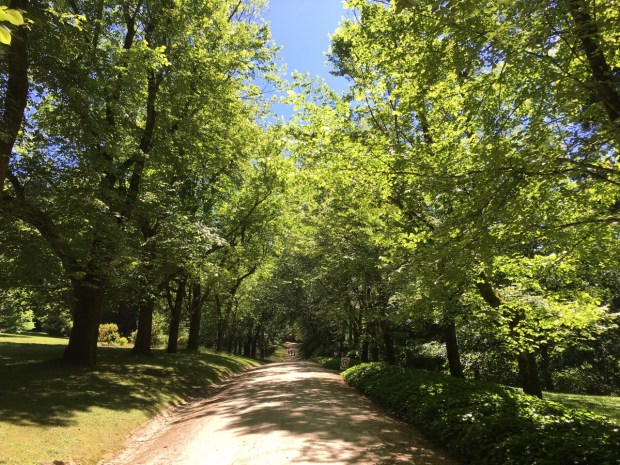 Beech trees of Duneira's driveway