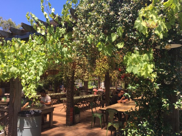 I do love to sit under a planted pergolas; there were so many grapes on this vine, too
