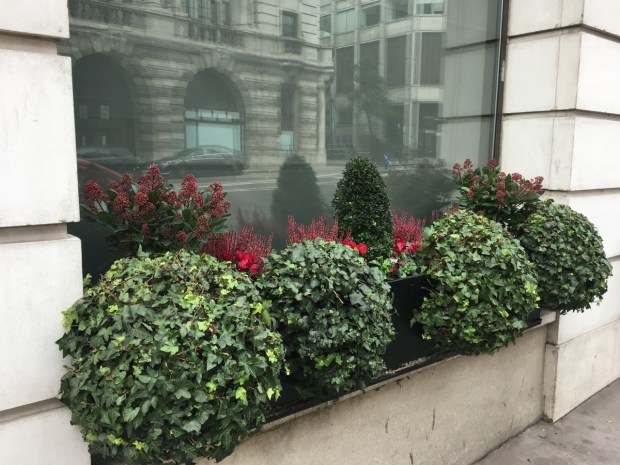 I liked these ivy balls along with the burst of colour behind them