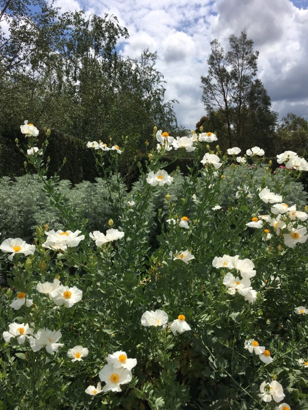 Romneya billows at Alowyn gardens