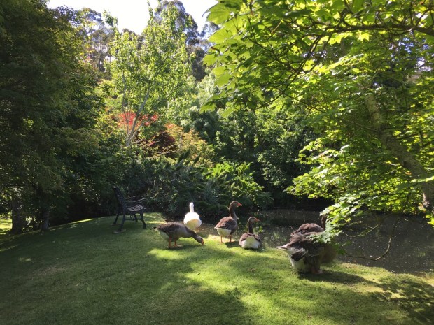 A garden is not complete without ducks or geese; this one is for you, Jessica!