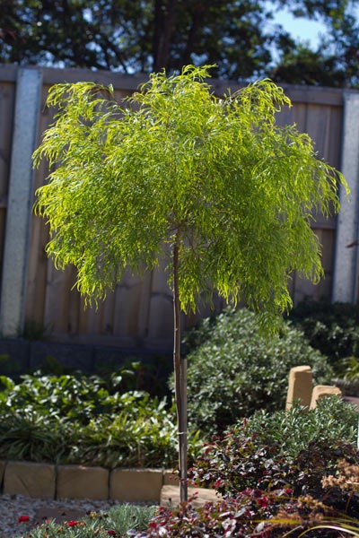 Acacia fettuccini standard