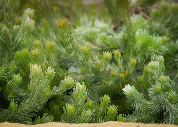 Adenanthos 'Silver Lining'