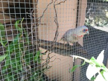 'Alright, darling?'; one of the surprises at Tieve Tara