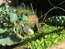 Lovely to see chooks wandering amongst the vegies; what a picture of the good life!