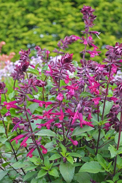 Salvia 'Love and wishes'