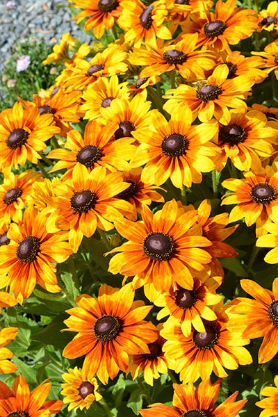 Summerina 'Sunshine'