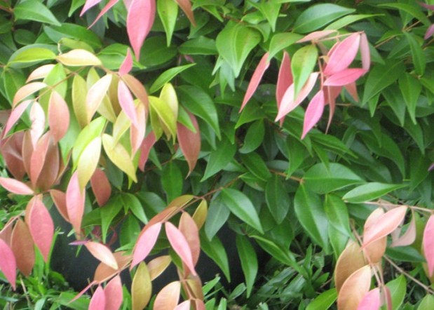 Sygygium 'Little Pilly'