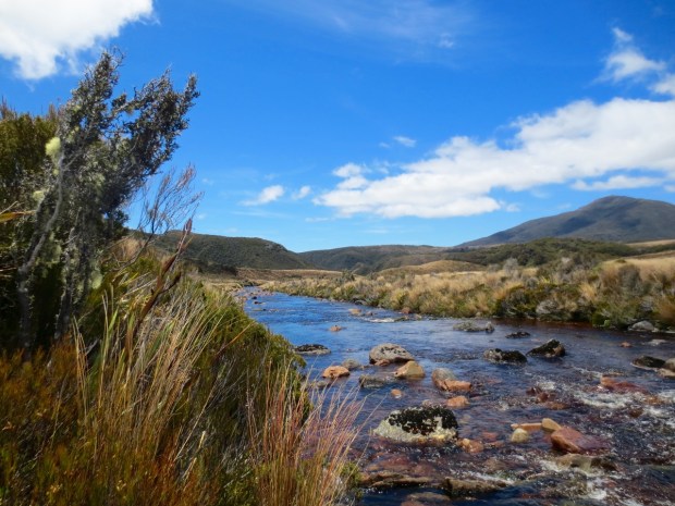A stream running through the Gouland Downs