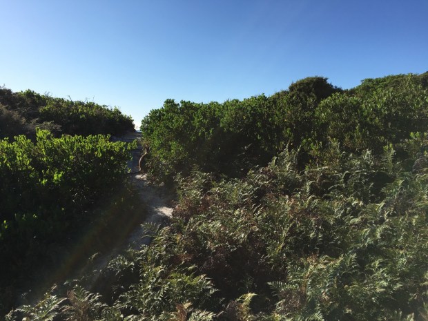 A view from our tent of the wallaby that lived next door