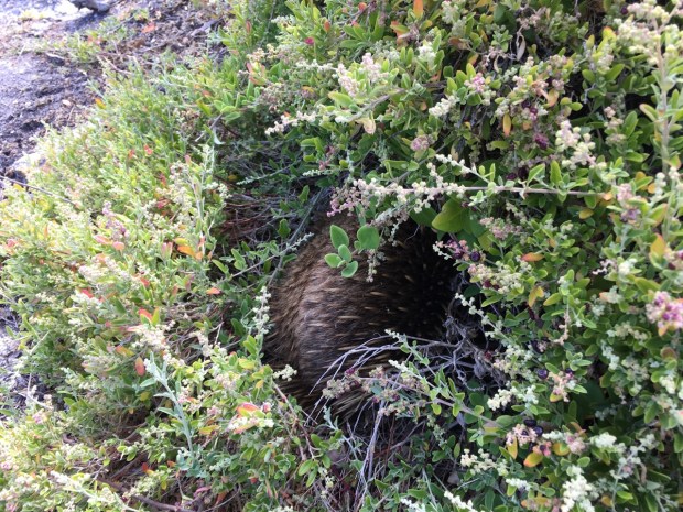 An Echidna had made its home in a saltbush on the Bay of Fires