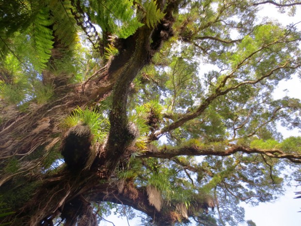 An unbelievable number of epiphytes call this tree their home