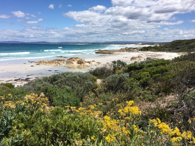 As yet unidentied wildflowers at the Bay of Fires