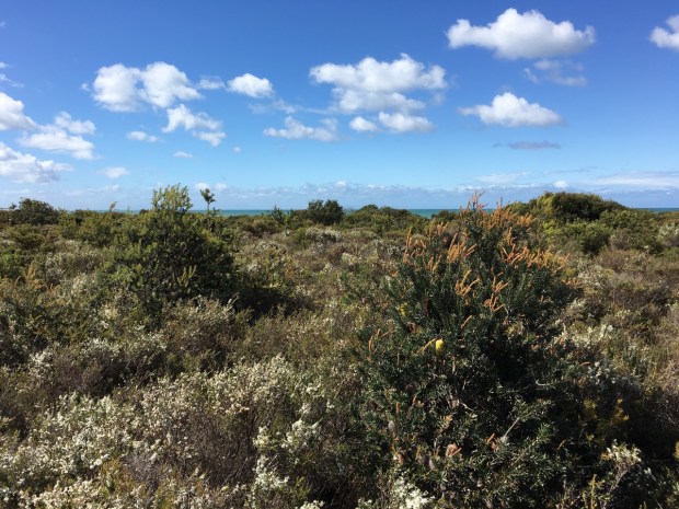 Banksia, Leptospermum and Acacia on the Bay of Fires dunes