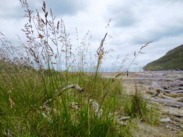 Beautiful grasses against a stormy sky where the Heaphy river meets the sea