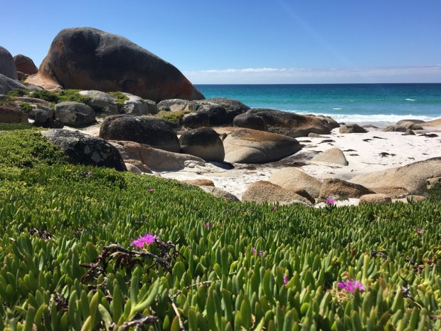 Carpobrotus rossii (native pigface) looks positively luxuriant on these rocks