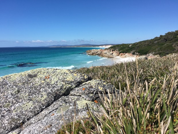 Even scrappy Lomandra has its place