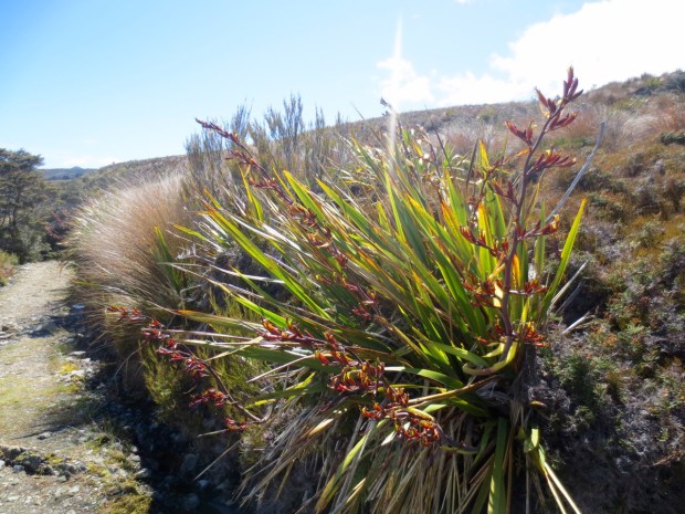 I'm noticing light more and more. How we can position plants to show them off at their absolute best, like this Phormium on the Gouland Downs