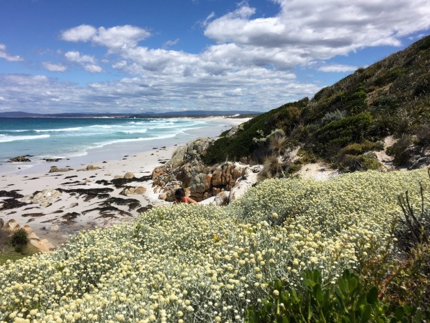 Leucophyta (cushion bush) at the Bay of Fires