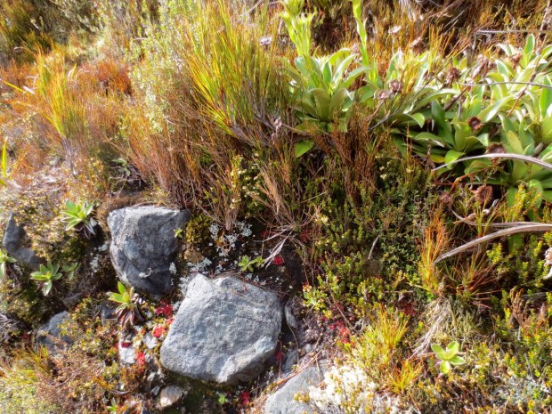 Life attached itself to every possible surface; all seemingly growing in a happy community