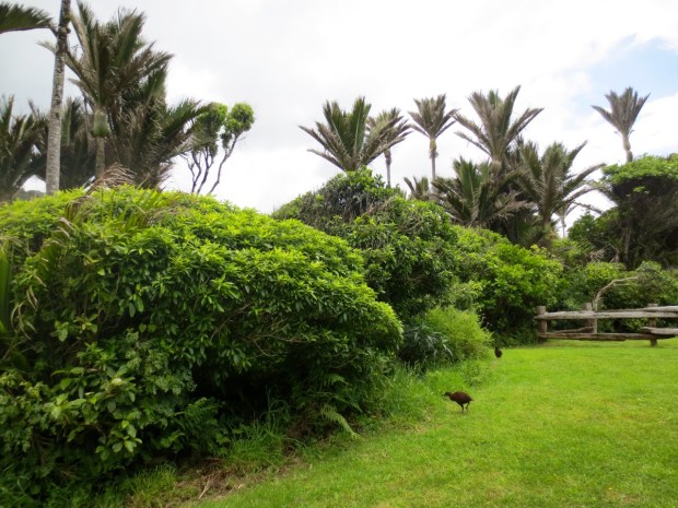 Oh, how we loved the weka birds. Every time we hoped it was a Kiwi, but it turns out few Kiwis have ever seen a Kiwi, so it was pretty unlikely