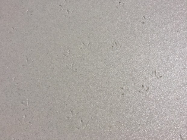 Only birds have stepped foot on this beach