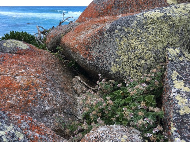 Pelargonium australe (wild geranium) was quite a delight to stumble upon