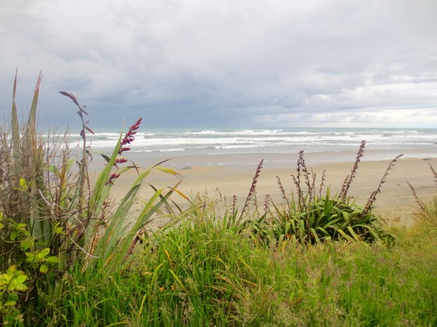 Phormium just look perfect as a backdrop to the beach