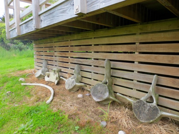 Remains of a washed up whale at the Heaphy Hut