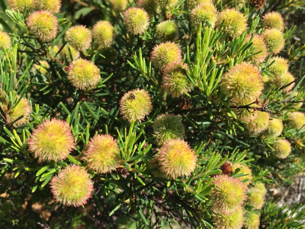 Ricinocarpos pinifolius (wedding bush) had the most gorgeous pom pom fruits