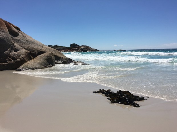 Seaweed can look ugly or artful, depending primarily on your mindset