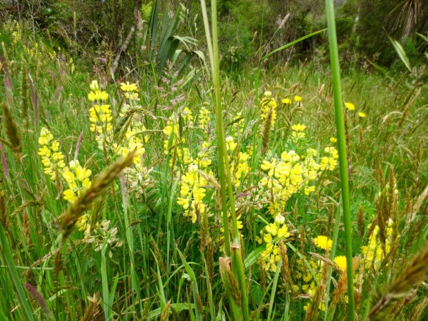 Such a diversity of plant habitats on the Heaphy track: this was quite meadow-like