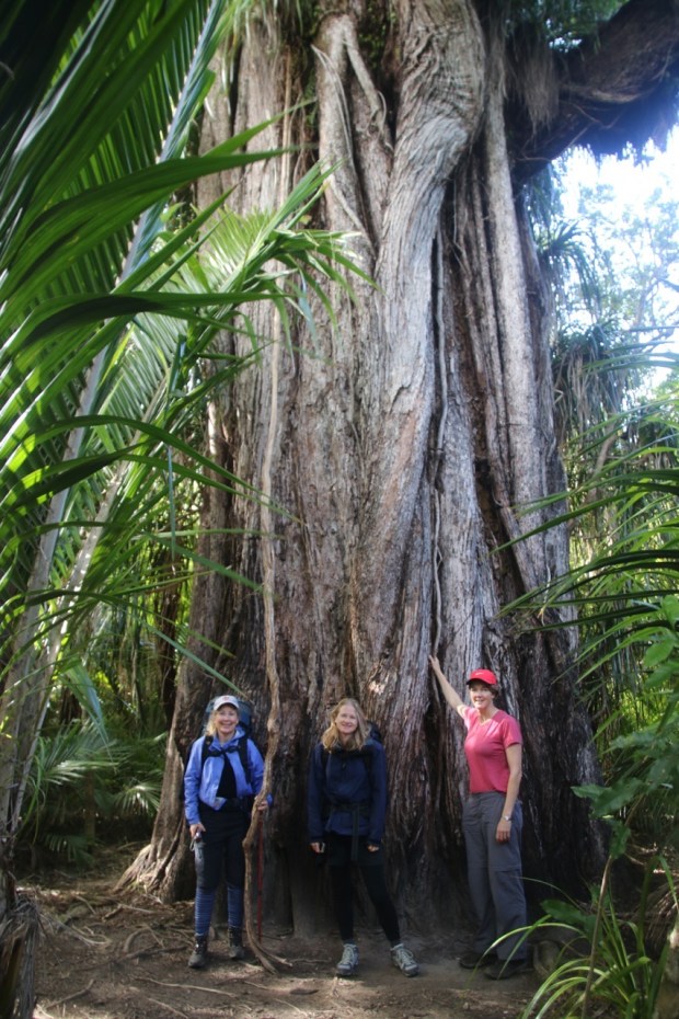The amazing rata tree: it starts as a vine that climbs up the tree, which then is killed by the growing vine until the vine is so enormous it looks like this!