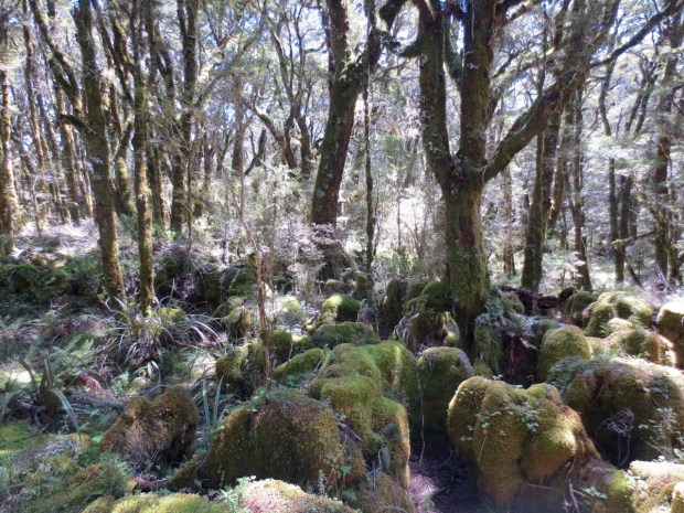 The 'Enchanted Forest'; limestone remnants of the beech forest