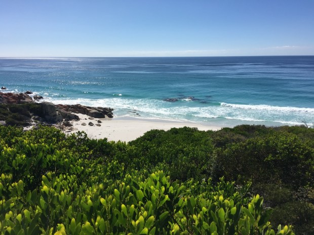 The light gives this Acacia depth and texture