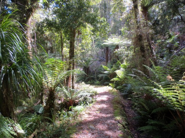The track started through tree ferns and beech (Nothofagus) forests