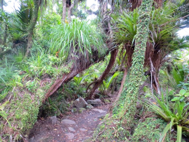 There is just growth everywhere you look; such happy, thriving plant life
