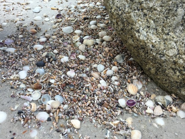 There is no other word that 'treasure' for this collection of washed up shells