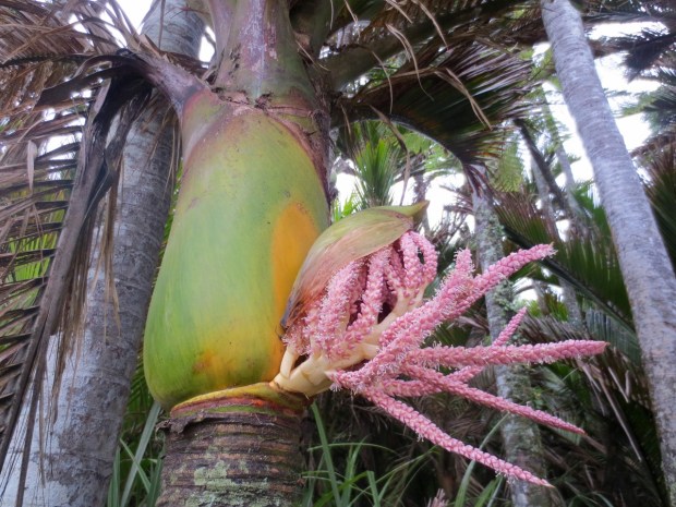 These exploding, pink, Nikau palm flowers were quite something to see