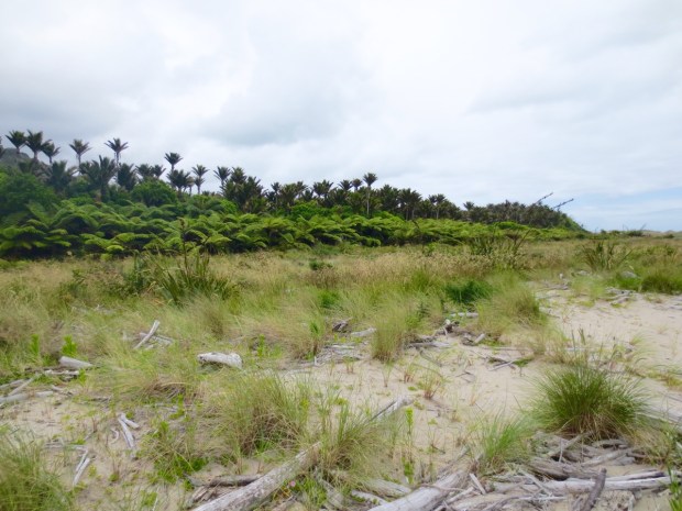 These layers of grasses, tree ferns and Nikau palms almost look like planted hedges