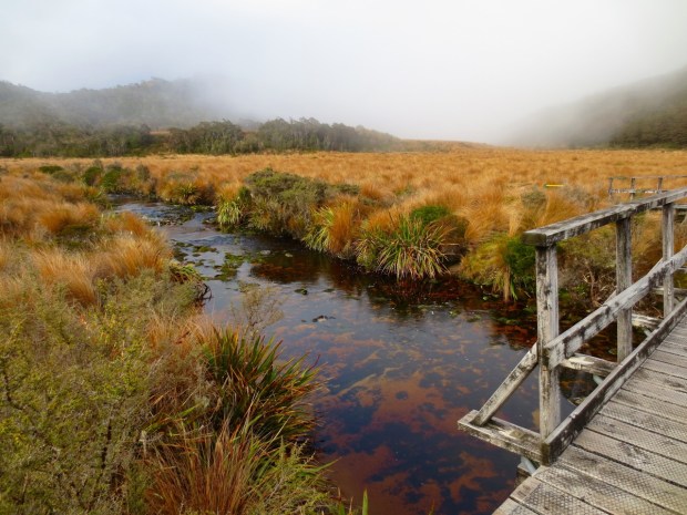 Tussock grass en masse! Stunning in the misty, blowy conditions we experienced; so much movement and life. Even the water is so rich, coloured by the tannin of vegetation further upstream